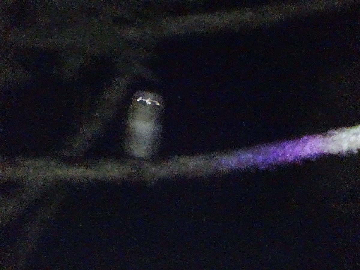 American Barn Owl - ML642678712