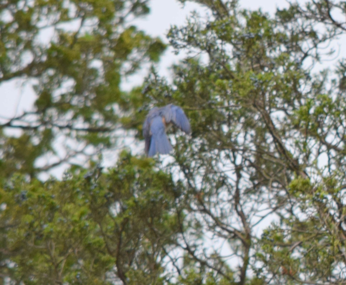 Eastern Bluebird - ML642678714