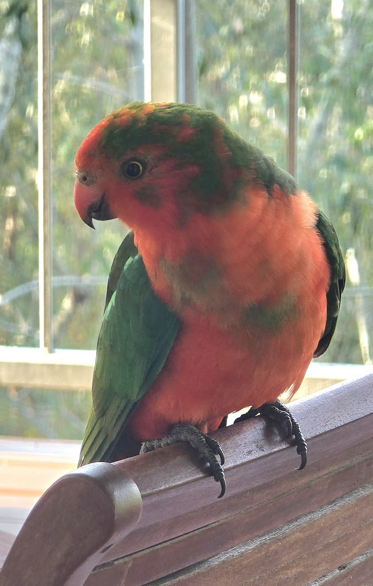 Australian King-Parrot - ML642678721