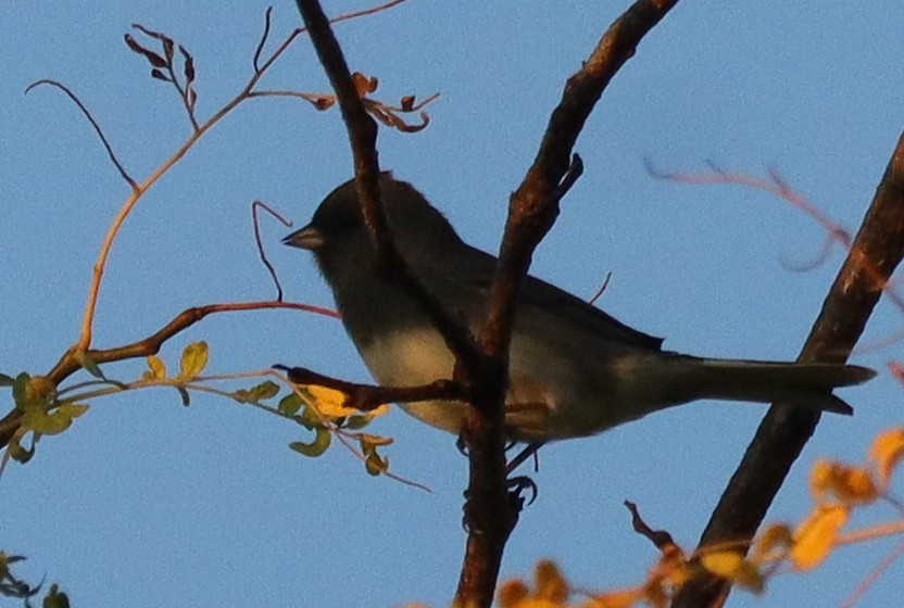 Dark-eyed Junco (Slate-colored) - ML642678722