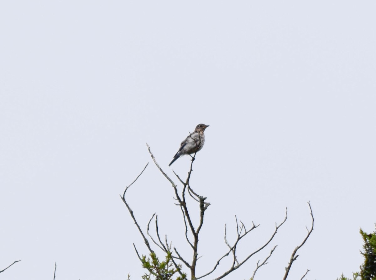 Eastern Bluebird - ML642678724
