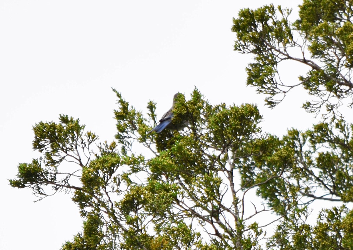 Eastern Bluebird - ML642678725