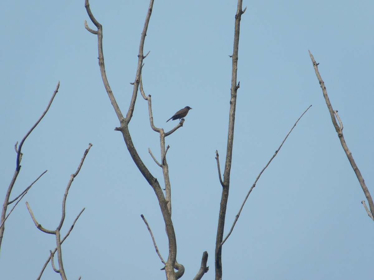 Zozo papargorria - ML642678726