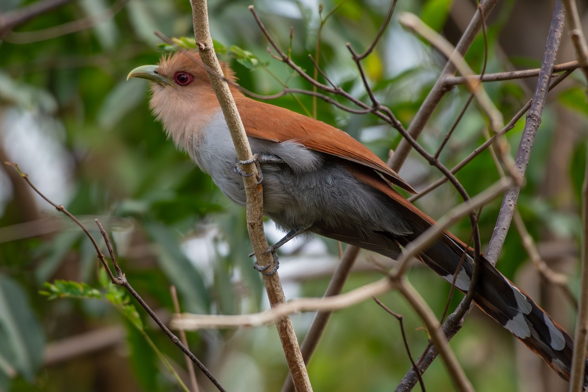 Squirrel Cuckoo - ML642678729