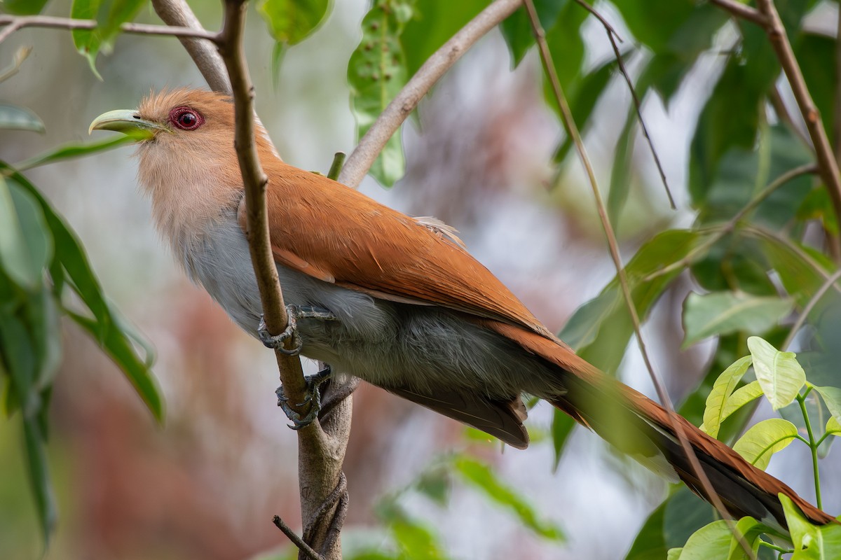 Squirrel Cuckoo - ML642678730