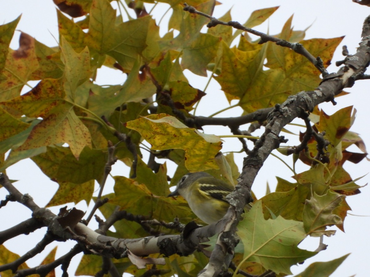Blue-headed Vireo - ML642678735