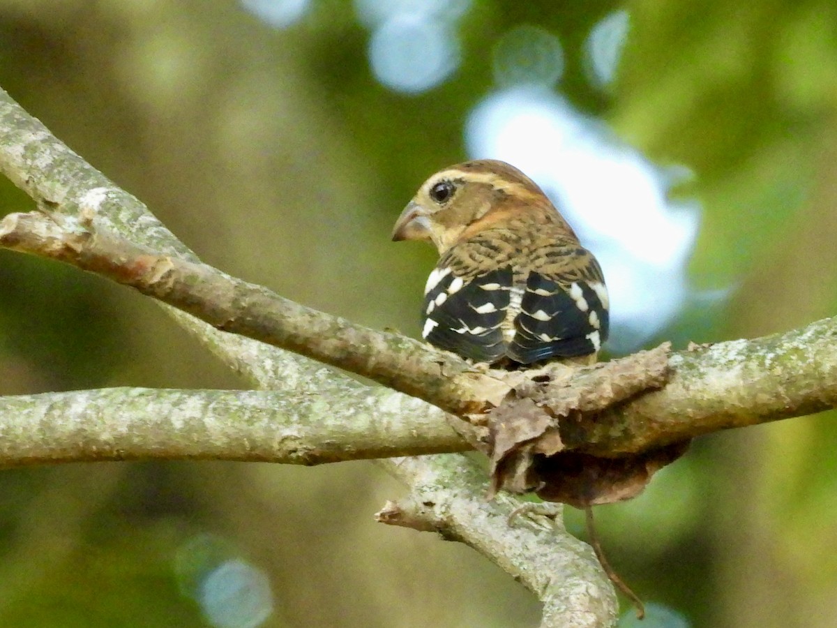 Rose-breasted Grosbeak - ML642678737