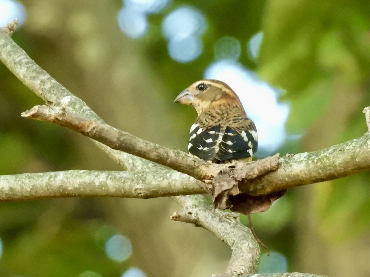 Rose-breasted Grosbeak - ML642678738