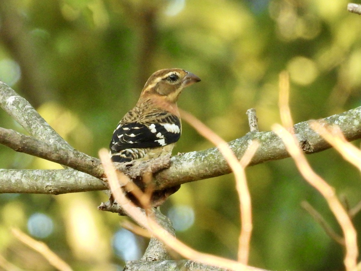 Rose-breasted Grosbeak - ML642678739