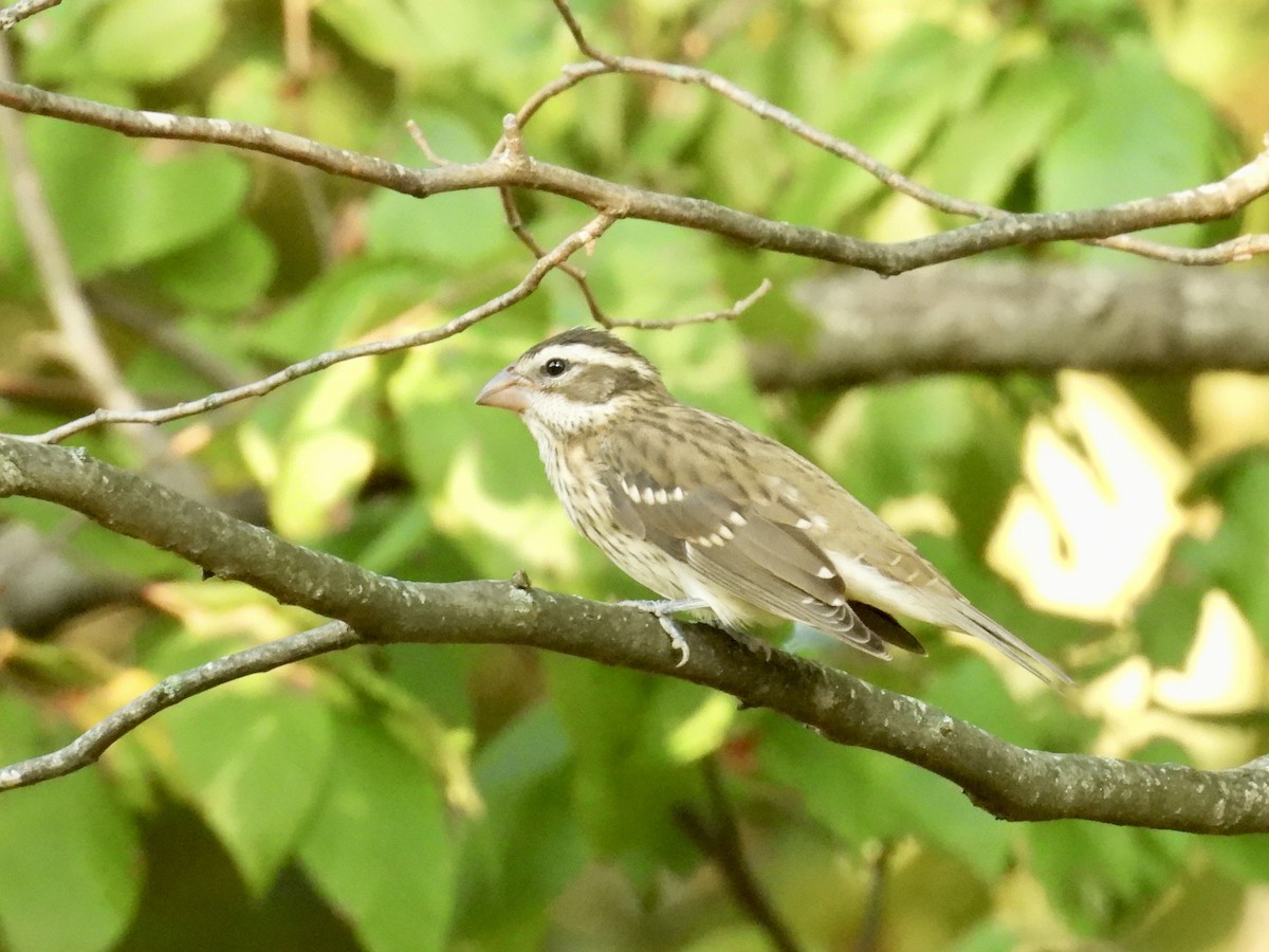 Rose-breasted Grosbeak - ML642678740