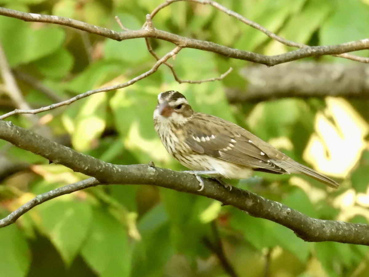 Rose-breasted Grosbeak - ML642678741
