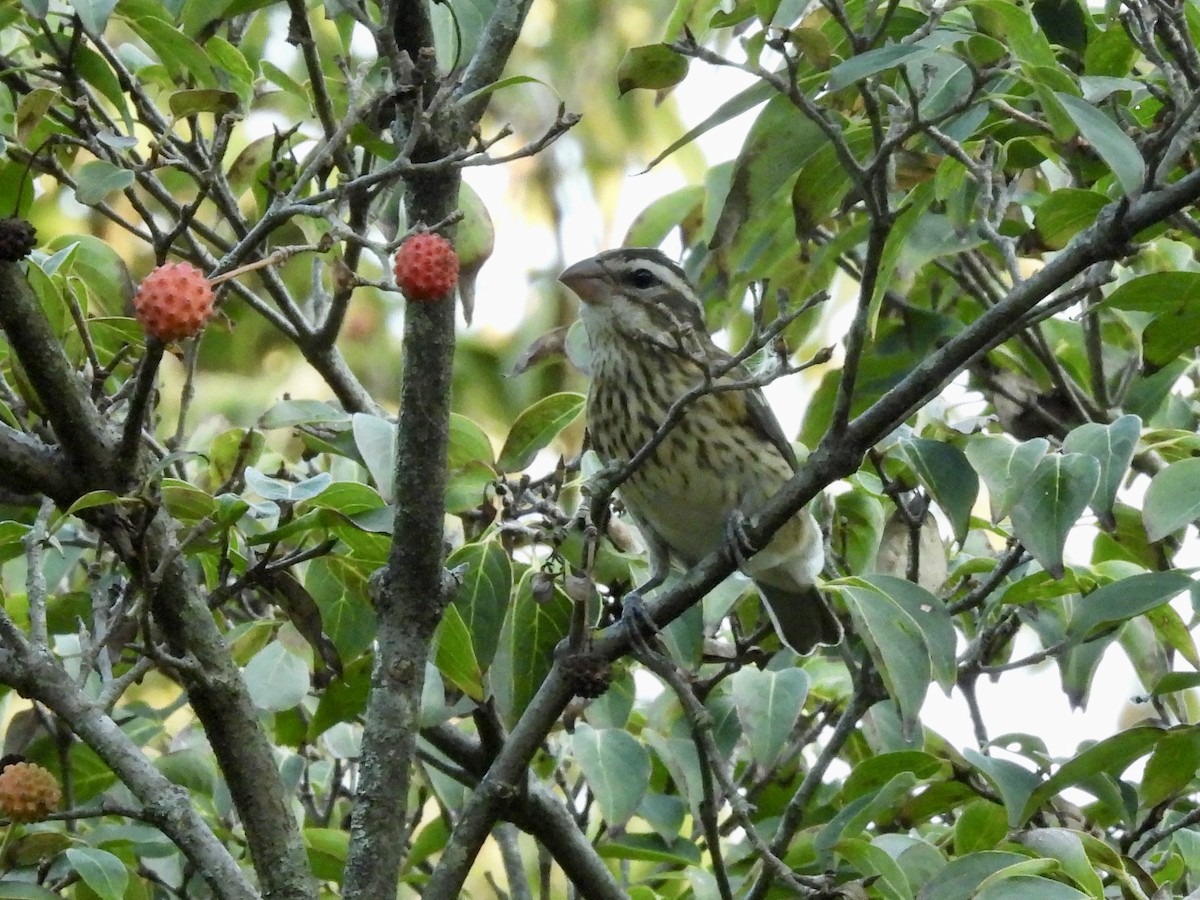 Rose-breasted Grosbeak - ML642678742