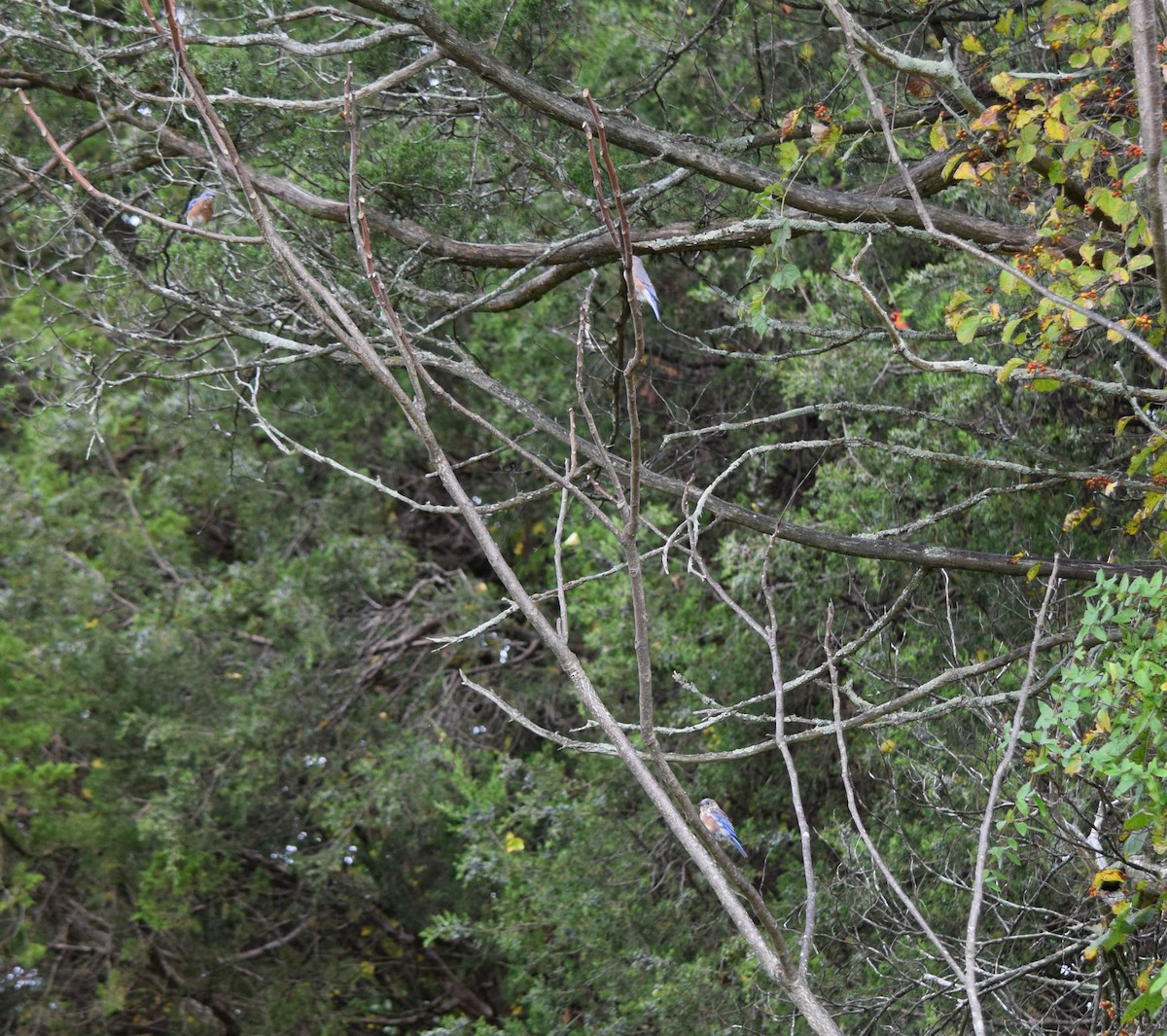 Eastern Bluebird - ML642678745