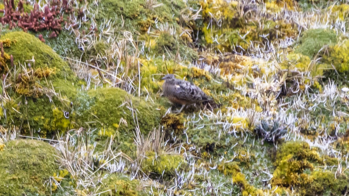 Rufous-bellied Seedsnipe - ML642678747