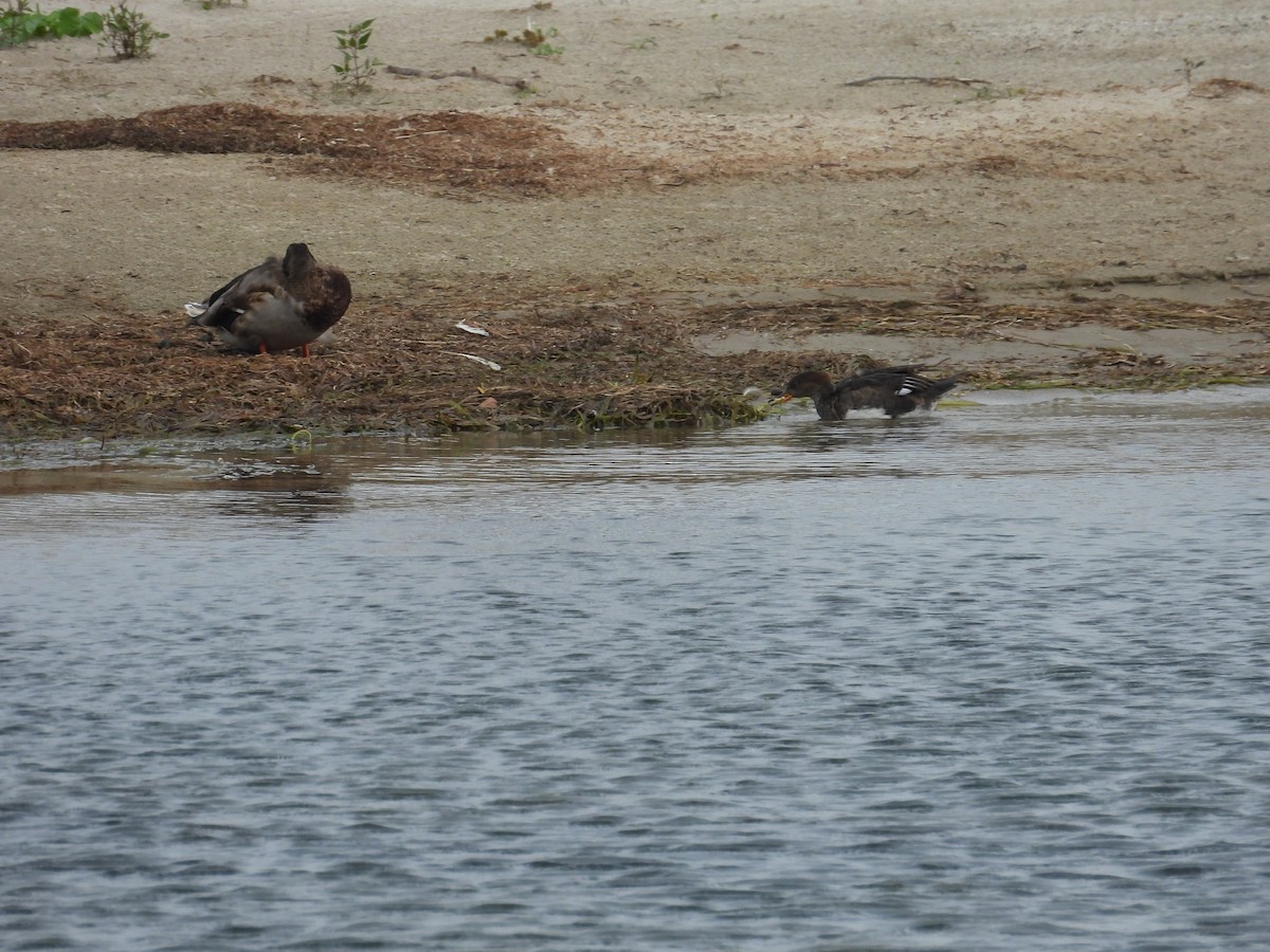 Hooded Merganser - ML642678754
