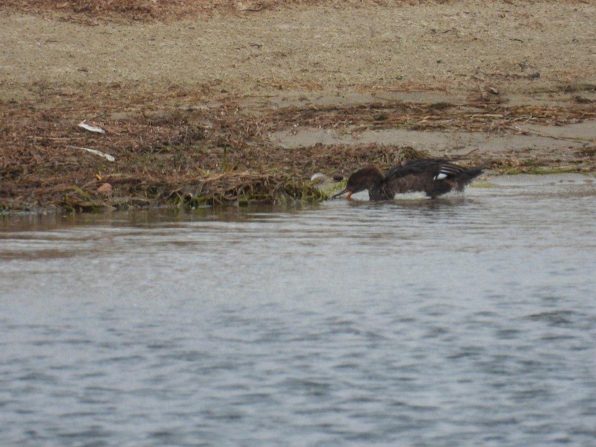 Hooded Merganser - ML642678756