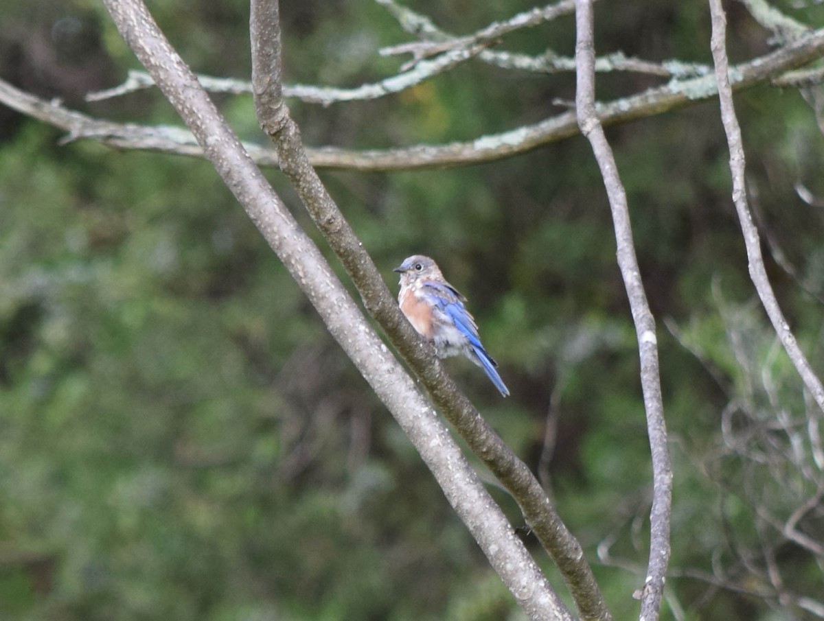 Eastern Bluebird - ML642678757