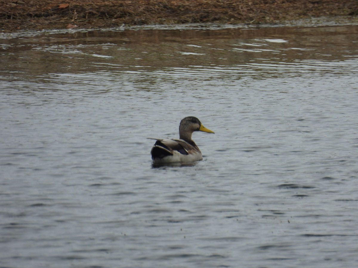 Mallard - ML642678770