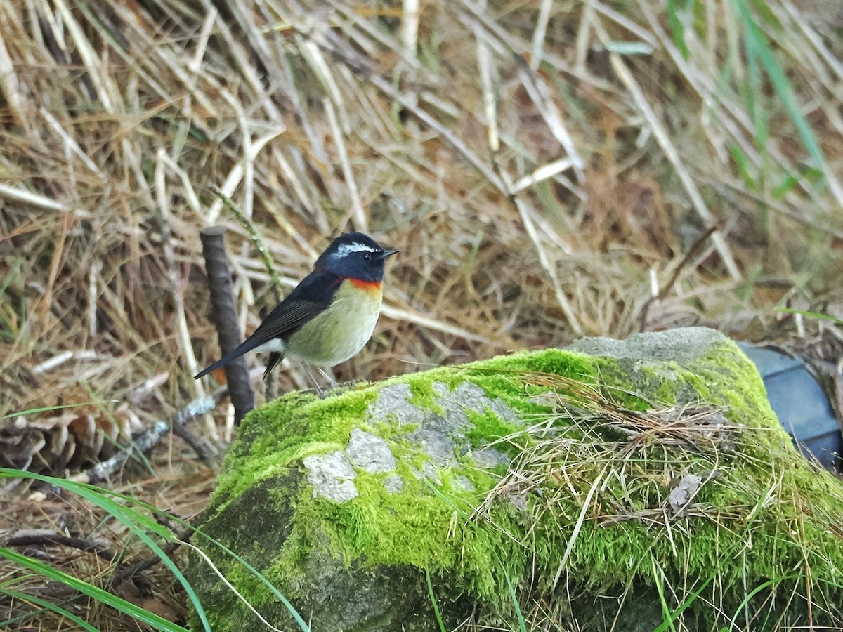 Collared Bush-Robin - ML642678772