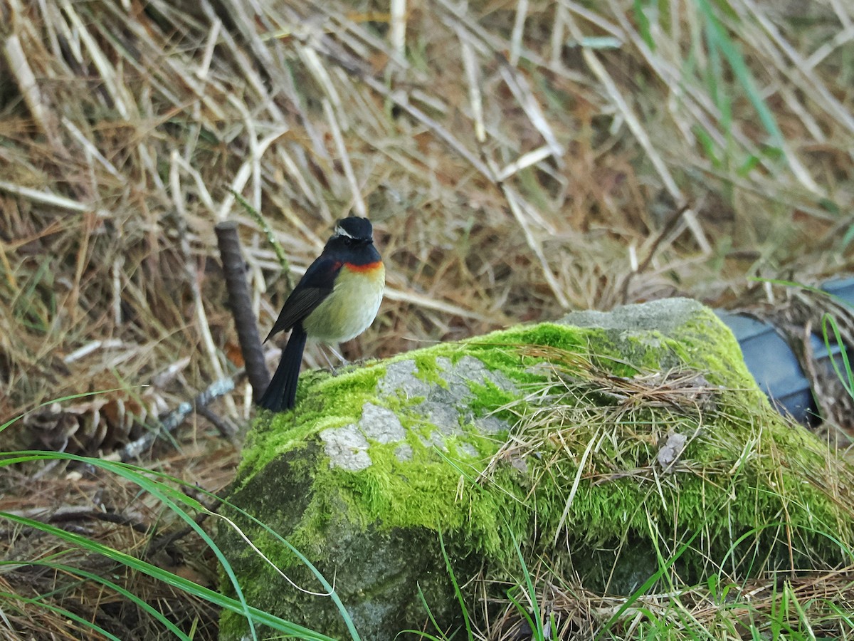 Collared Bush-Robin - ML642678773