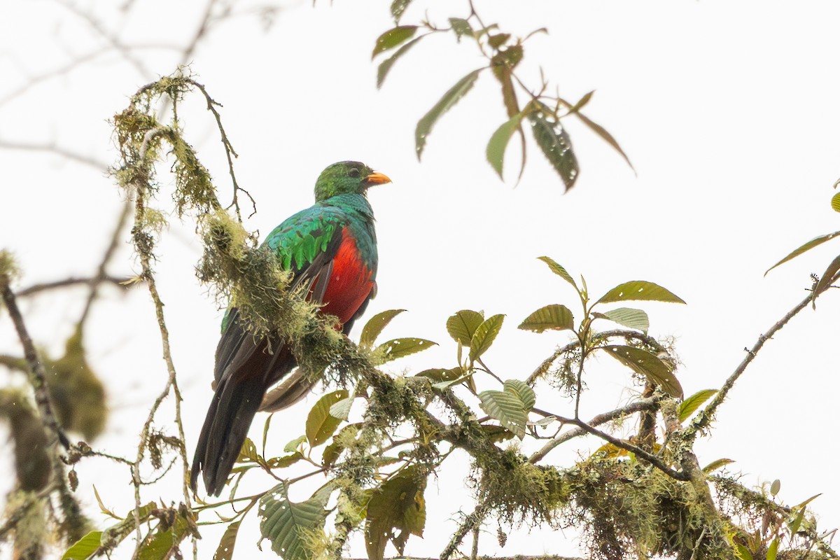 Golden-headed Quetzal - ML642678774