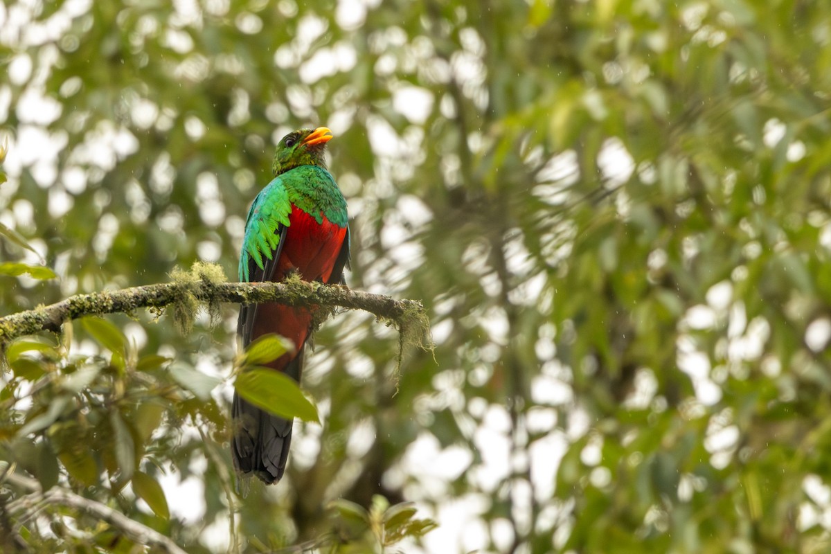 Golden-headed Quetzal - ML642678775