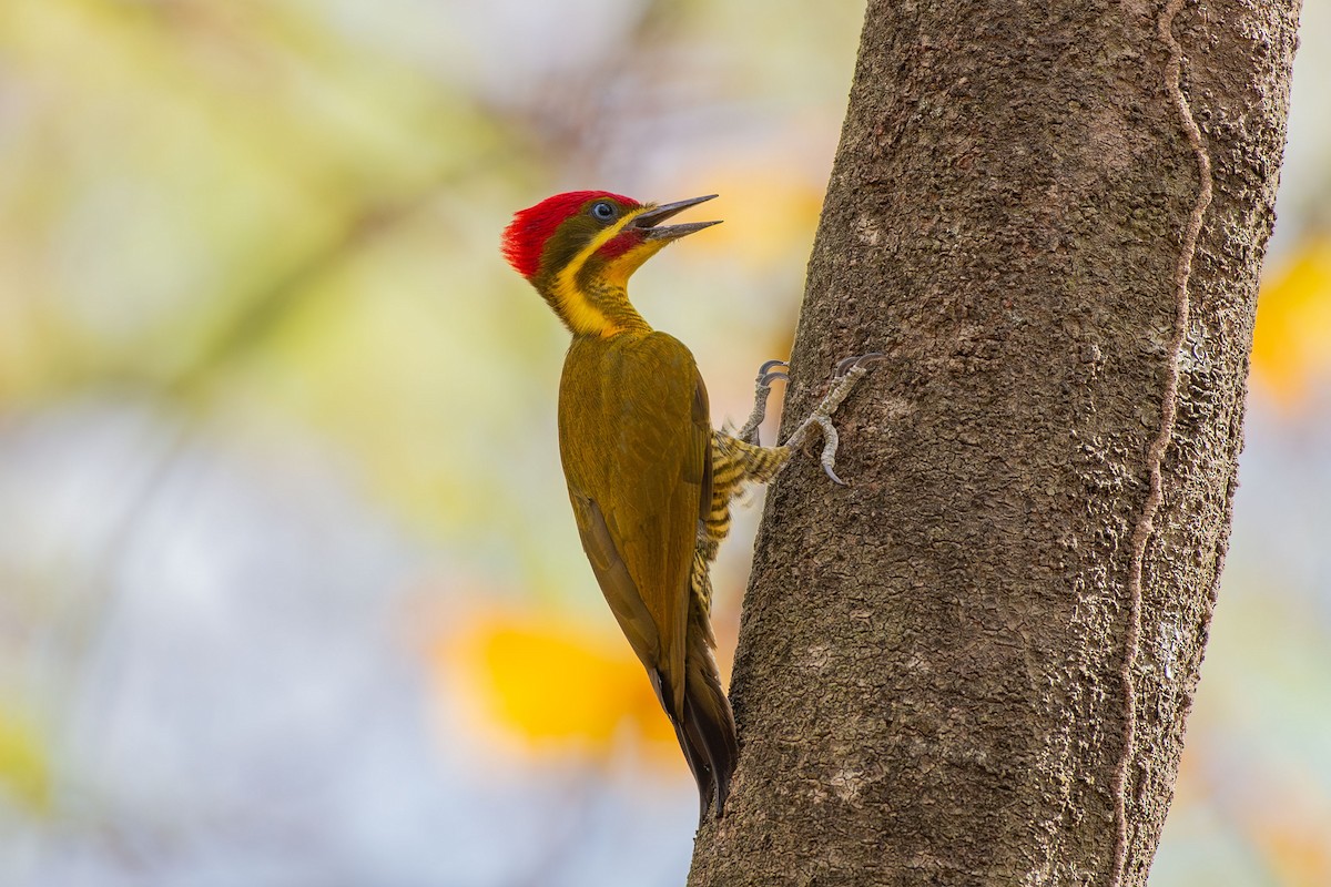 Golden-green Woodpecker (Golden-green) - ML642678790