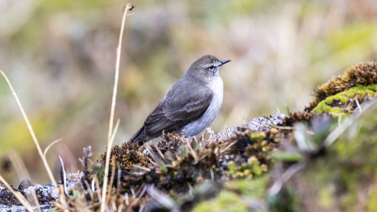 Plain-capped Ground-Tyrant - ML642678791