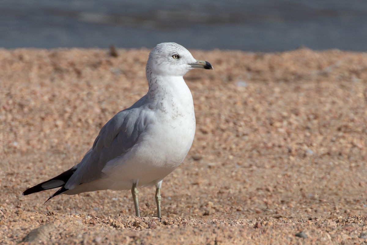 Ring-billed Gull - ML642678793