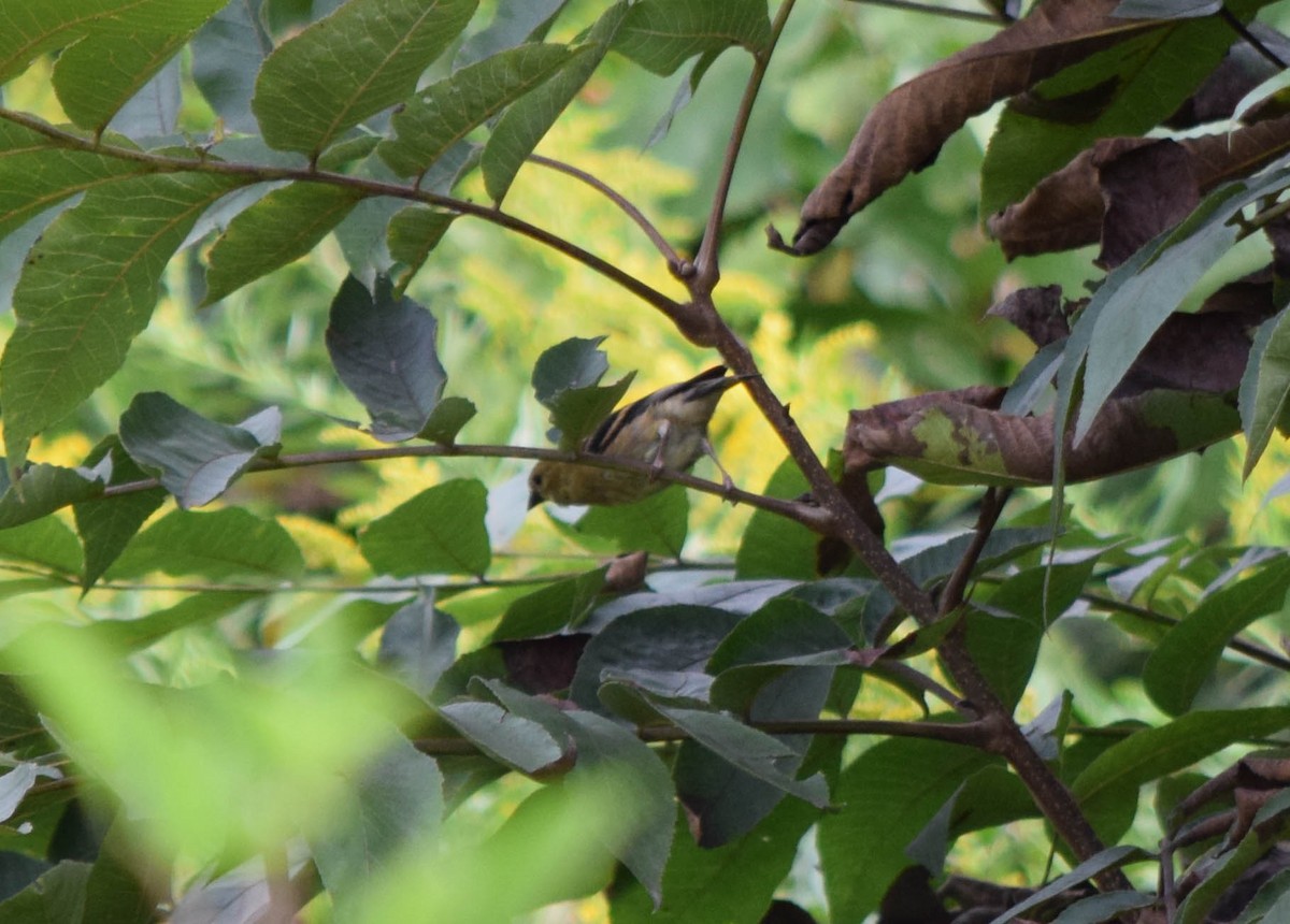 American Goldfinch - ML642678795