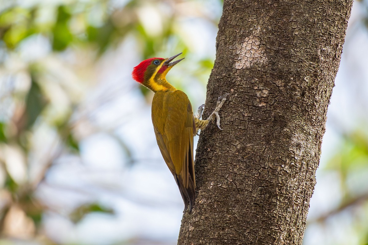 Golden-green Woodpecker (Golden-green) - ML642678796
