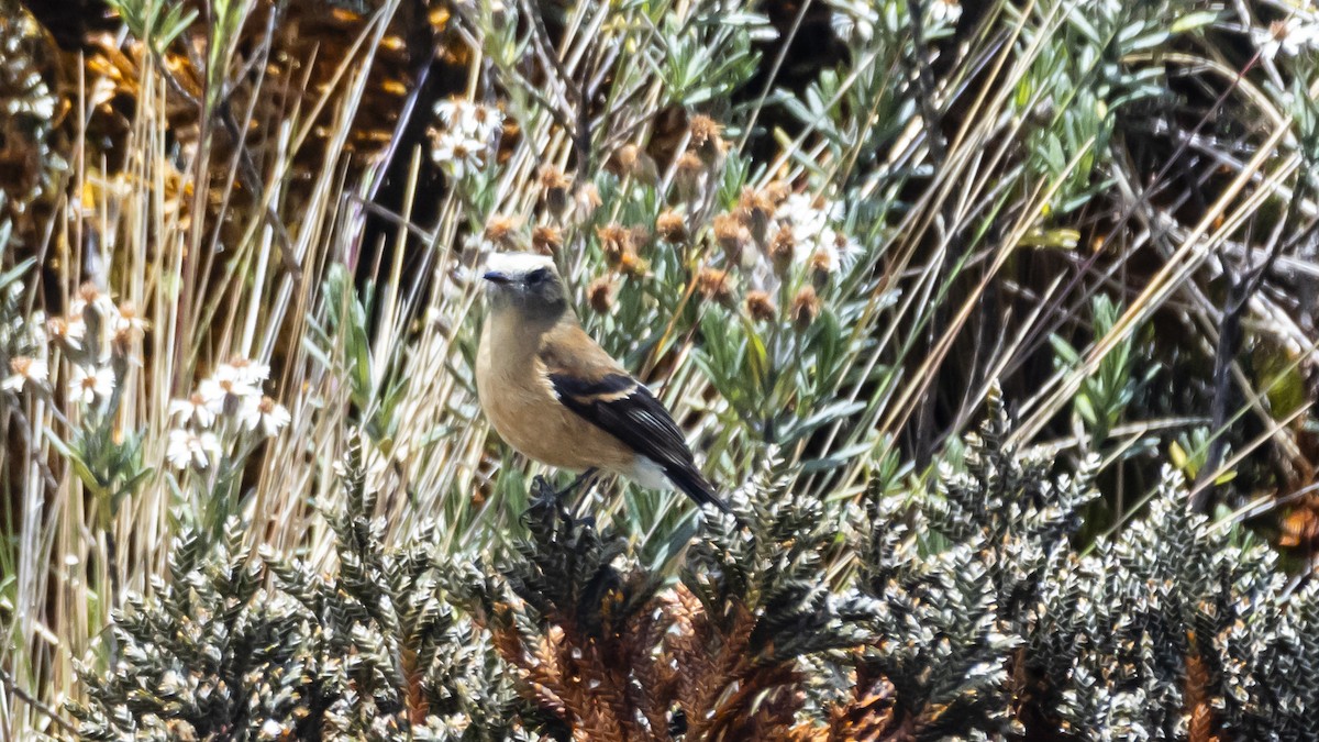 Brown-backed Chat-Tyrant - ML642678801