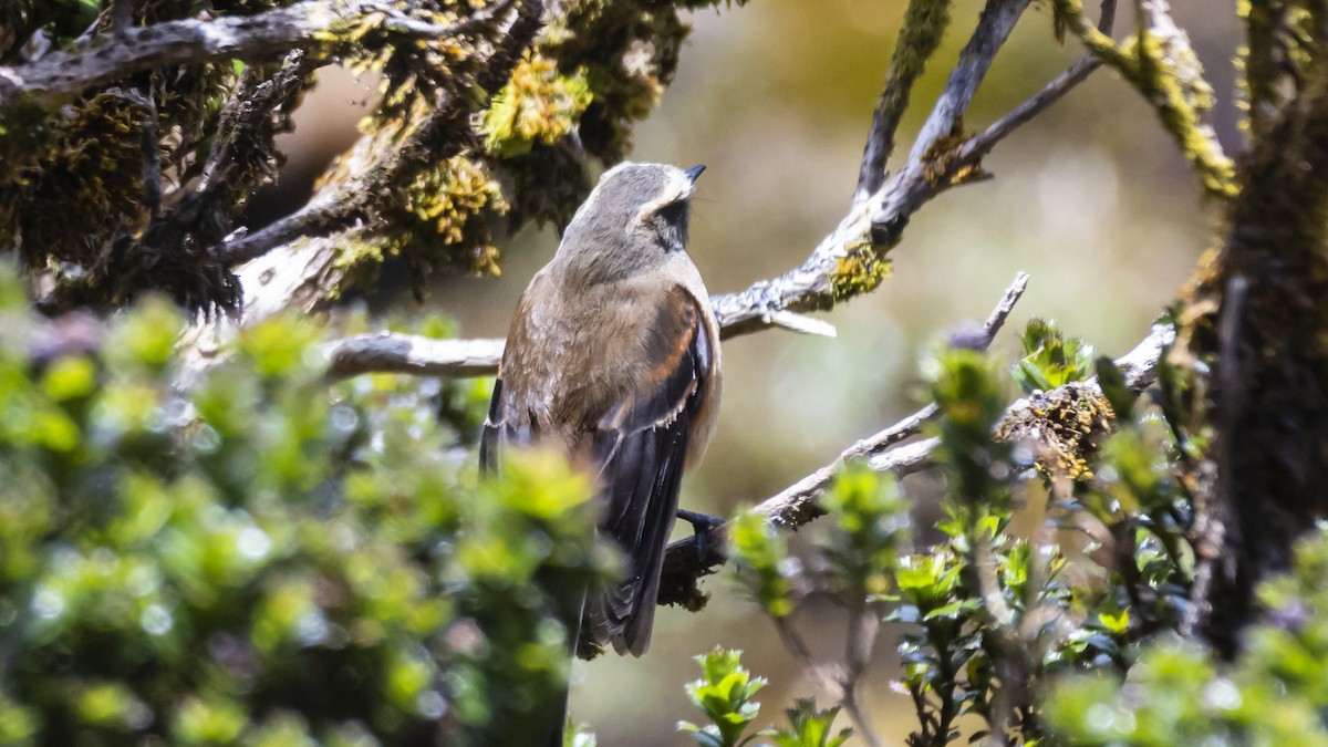 Brown-backed Chat-Tyrant - ML642678802