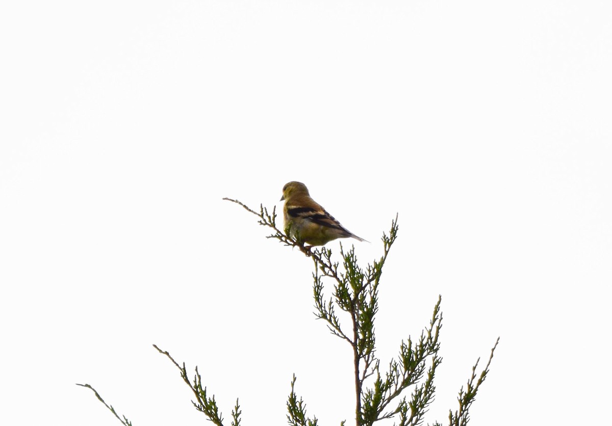 American Goldfinch - ML642678805
