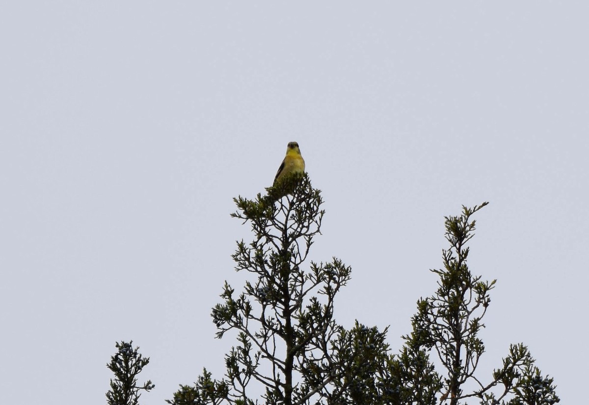 American Goldfinch - ML642678806