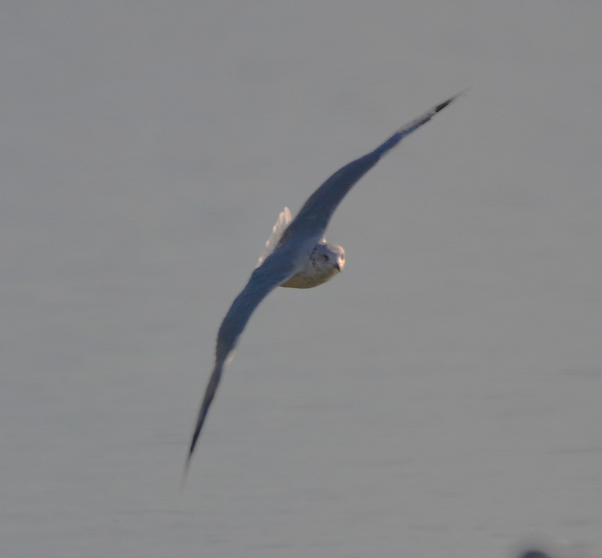Ring-billed Gull - ML642678807