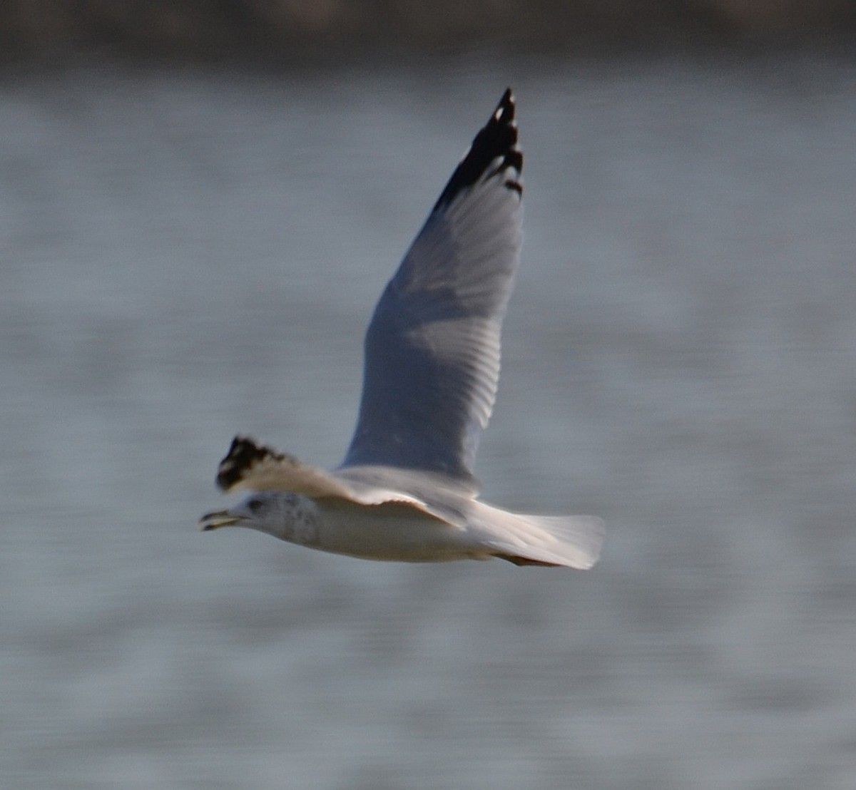 Ring-billed Gull - ML642678808