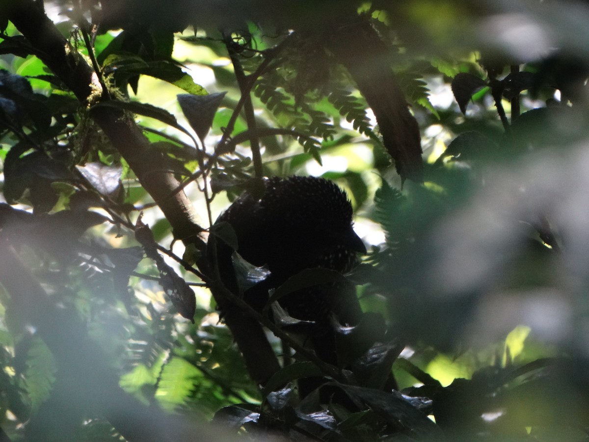 Large-tailed Antshrike - ML642678809