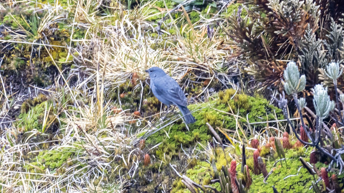 Plumbeous Sierra Finch - ML642678810