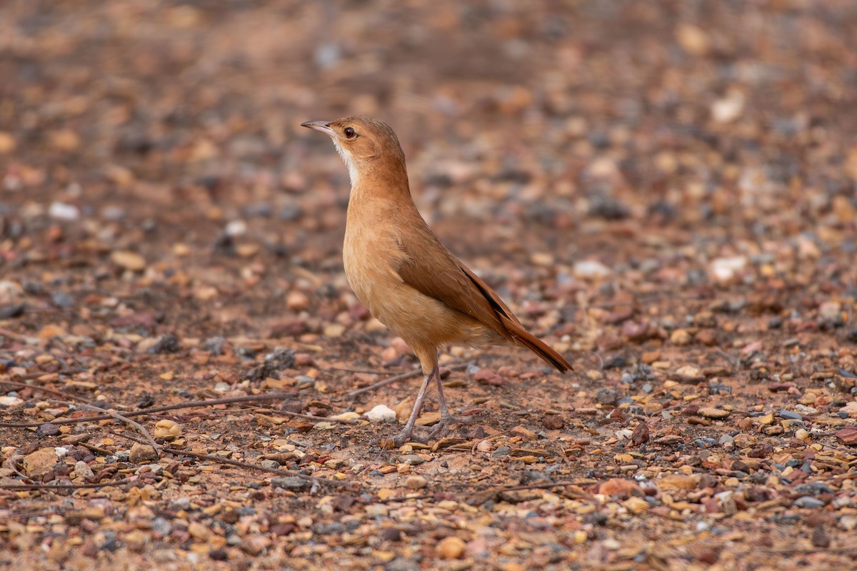 Rufous Hornero - ML642678814