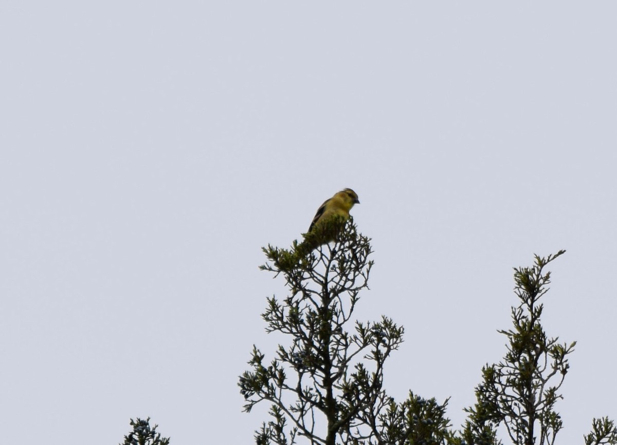 American Goldfinch - ML642678815