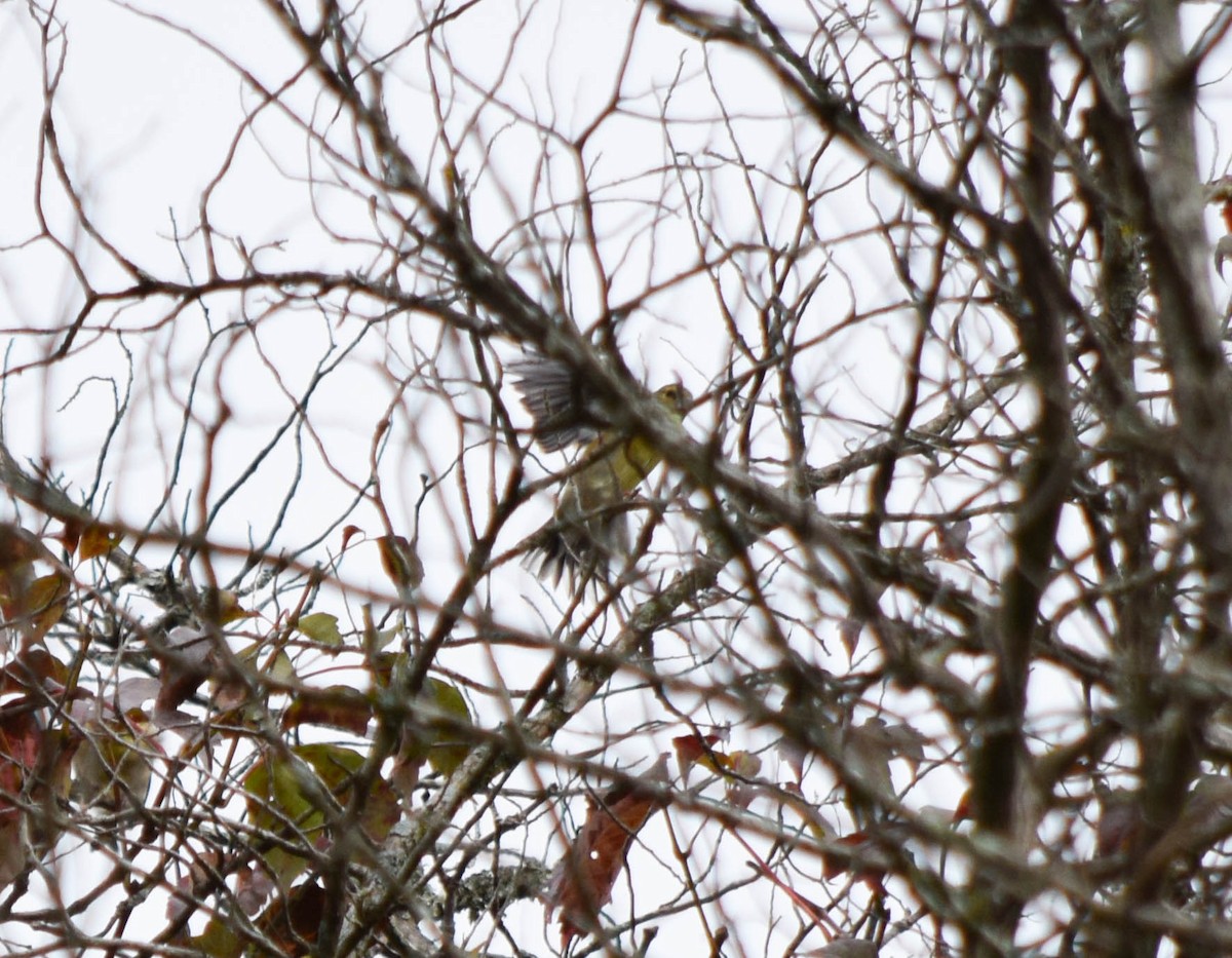 American Goldfinch - ML642678816