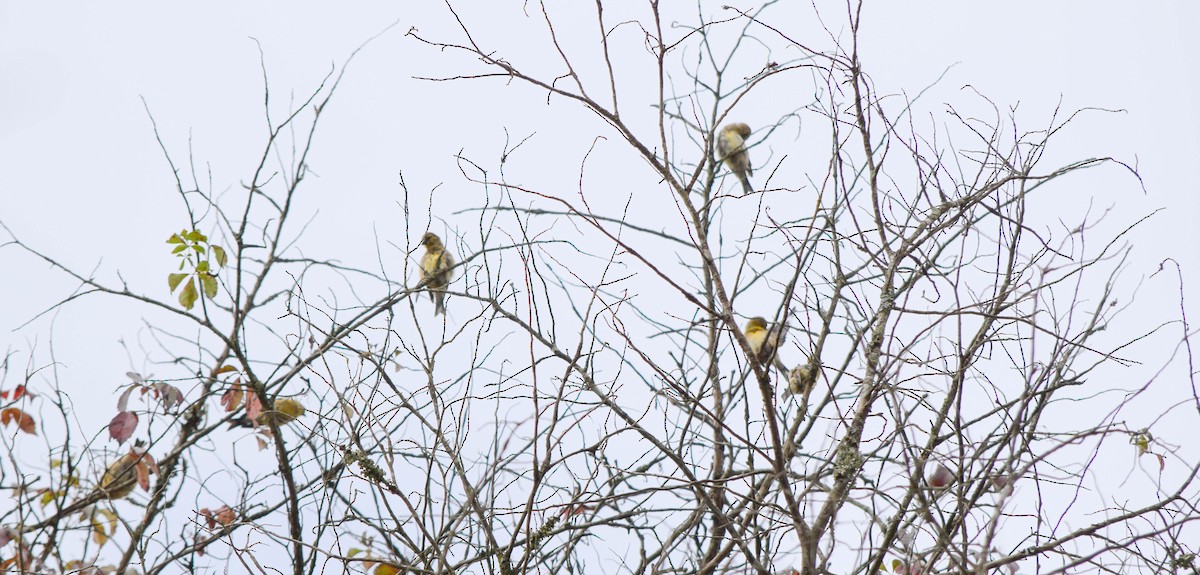 American Goldfinch - ML642678818