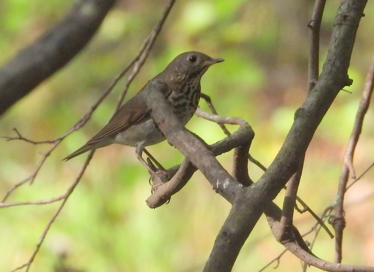 Gray-cheeked Thrush - ML642678820