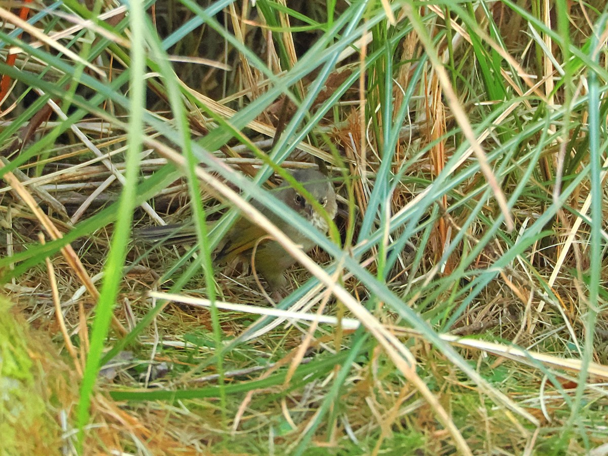 Taiwan Fulvetta - ML642678822