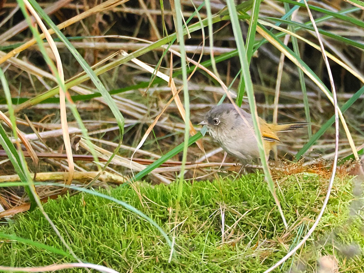 Taiwan Fulvetta - ML642678823