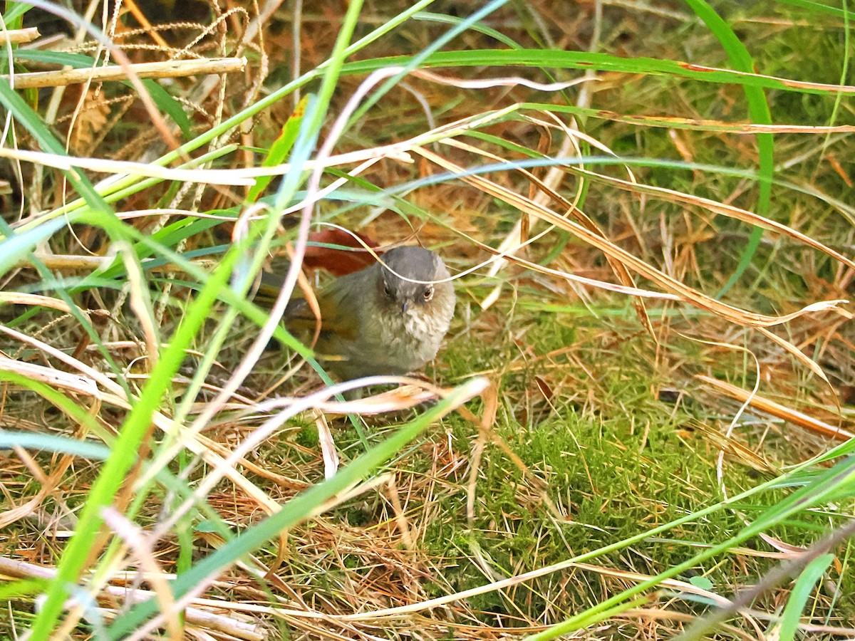 Taiwan Fulvetta - ML642678824
