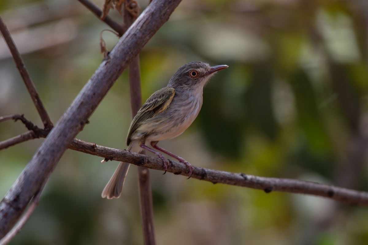 Pearly-vented Tody-Tyrant - ML642678826