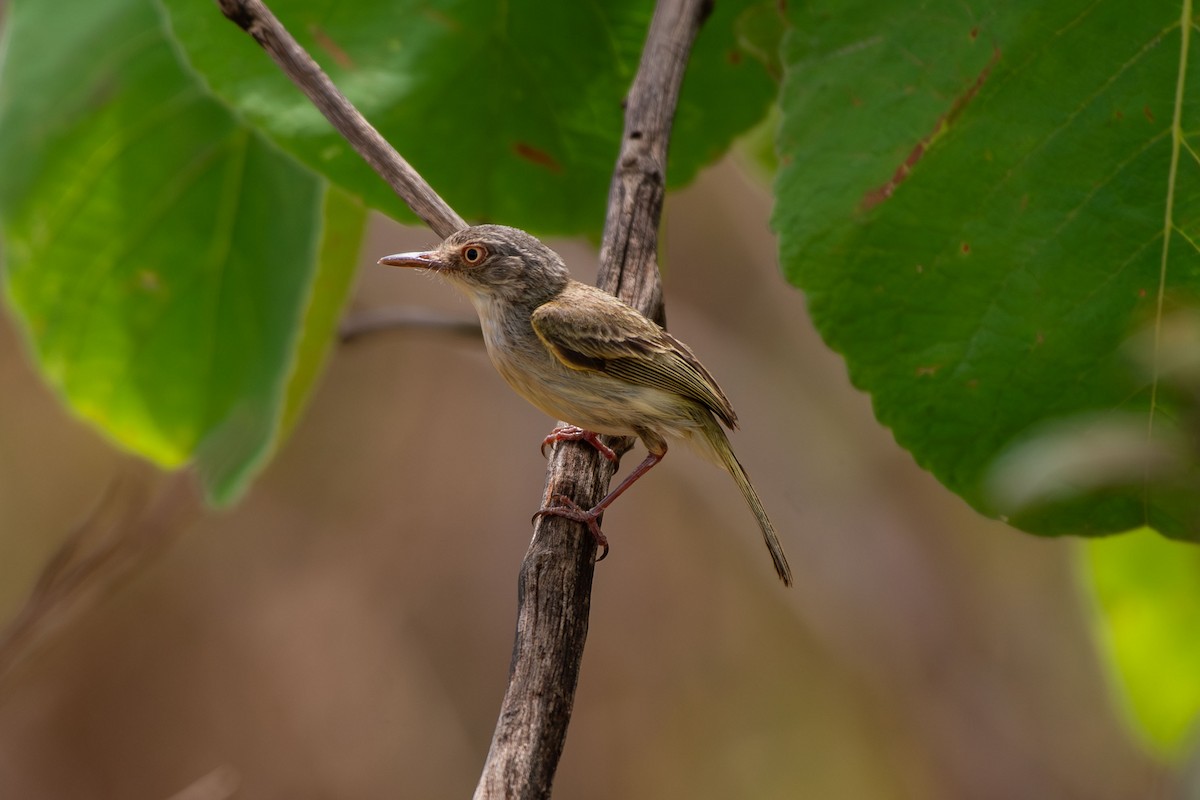 Pearly-vented Tody-Tyrant - ML642678827