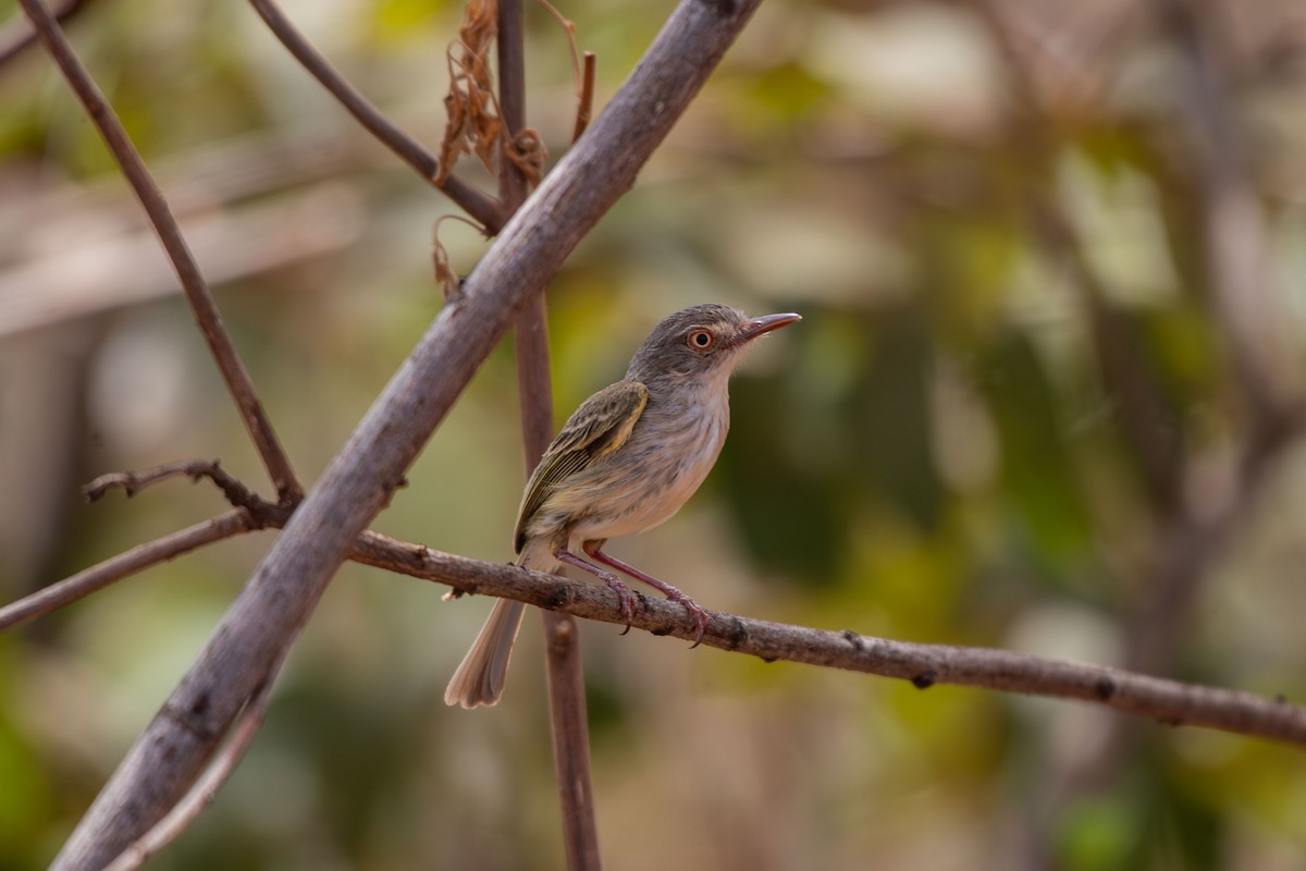 Pearly-vented Tody-Tyrant - ML642678828